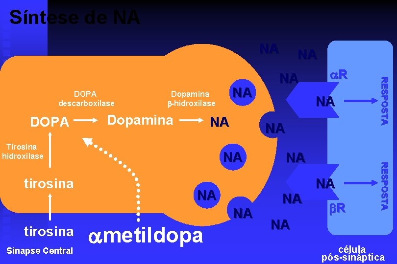 Síntese de NA NA Dopamina NA Tirosina hidroxilase tirosina Sinapse Central NA NA NA