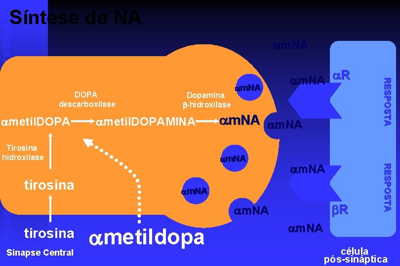 Síntese de NA m. NA metil. DOPA Dopamina -hidroxilase metil. DOPAMINA Tirosina hidroxilase m.