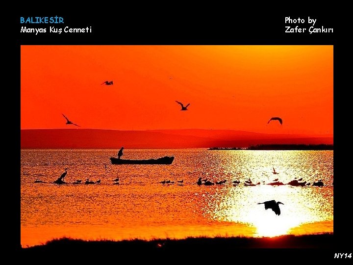 BALIKESİR Manyas Kuş Cenneti Photo by Zafer Çankırı NY 14 