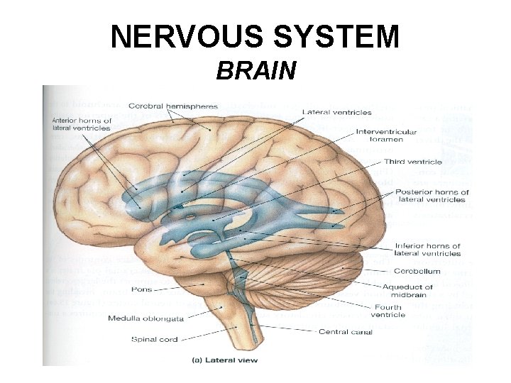 NERVOUS SYSTEM BRAIN 