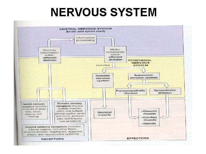 NERVOUS SYSTEM 