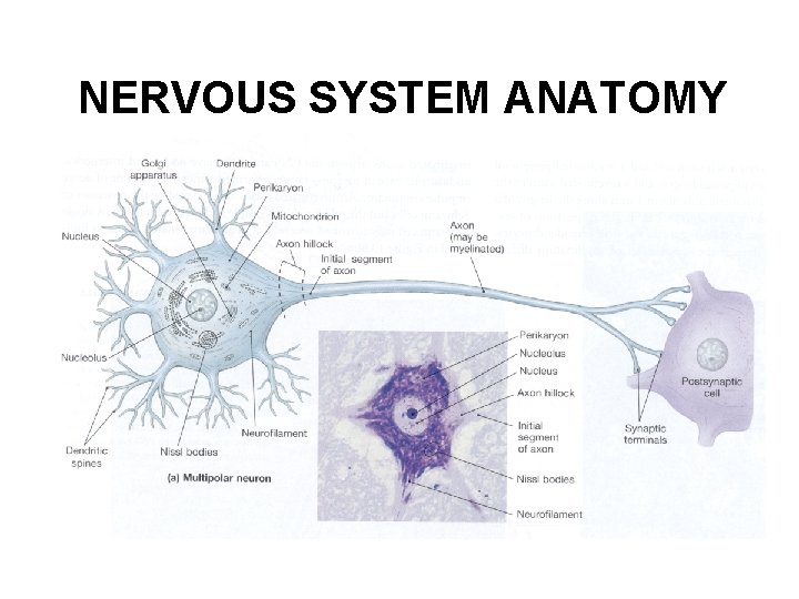 NERVOUS SYSTEM ANATOMY 