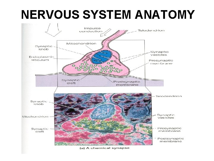 NERVOUS SYSTEM ANATOMY 