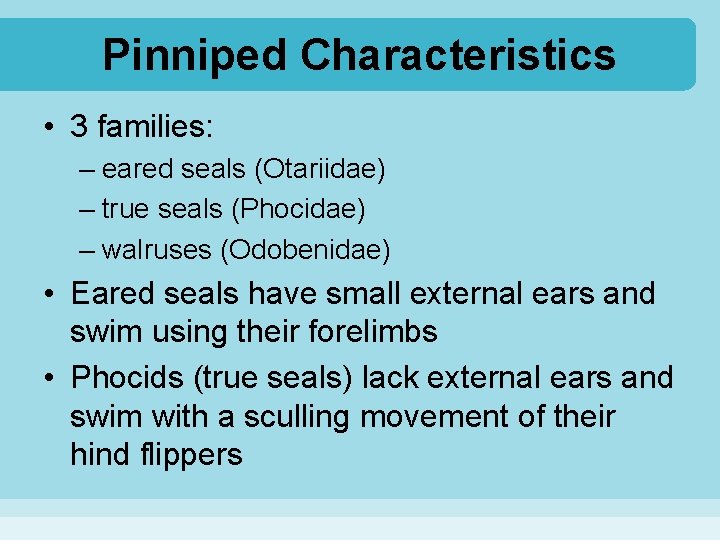 Pinniped Characteristics • 3 families: – eared seals (Otariidae) – true seals (Phocidae) –