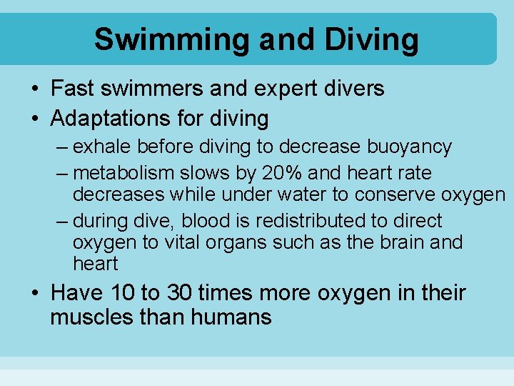 Swimming and Diving • Fast swimmers and expert divers • Adaptations for diving –