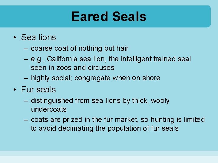 Eared Seals • Sea lions – coarse coat of nothing but hair – e.