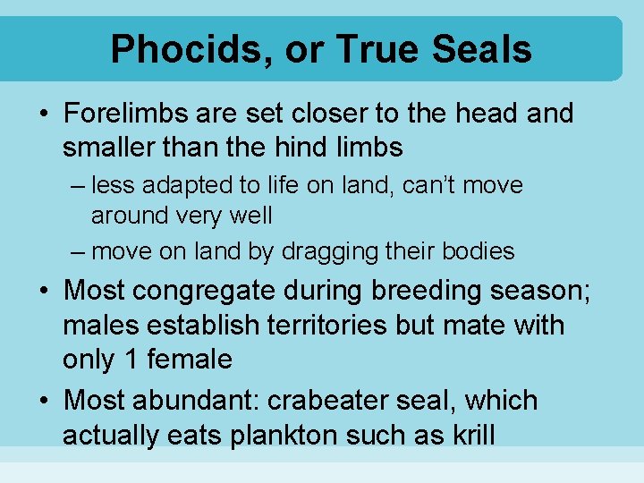 Phocids, or True Seals • Forelimbs are set closer to the head and smaller