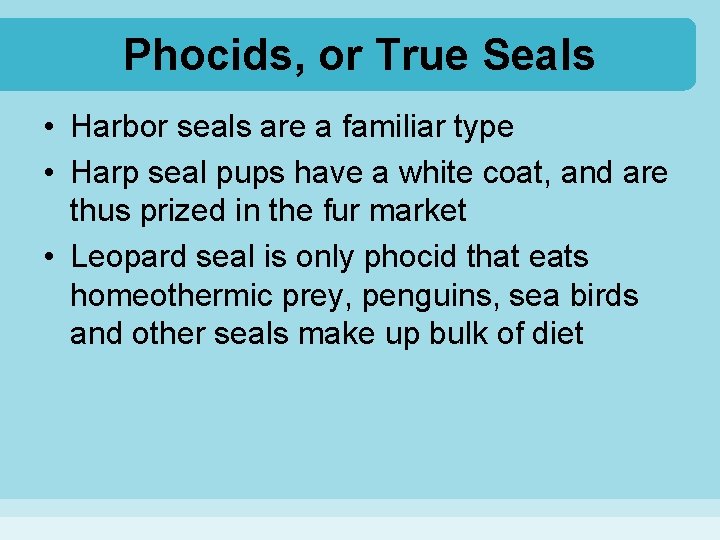 Phocids, or True Seals • Harbor seals are a familiar type • Harp seal