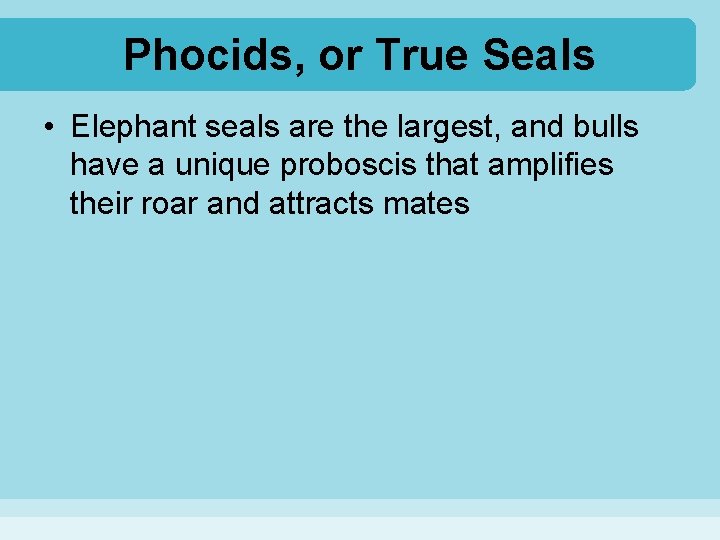 Phocids, or True Seals • Elephant seals are the largest, and bulls have a