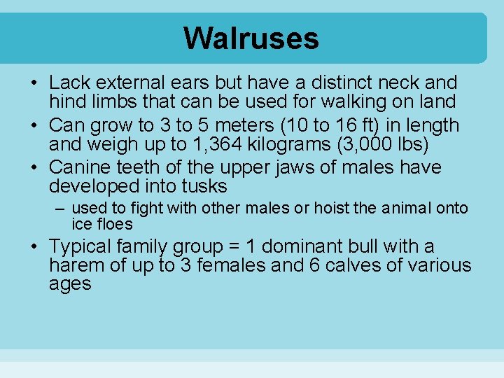 Walruses • Lack external ears but have a distinct neck and hind limbs that