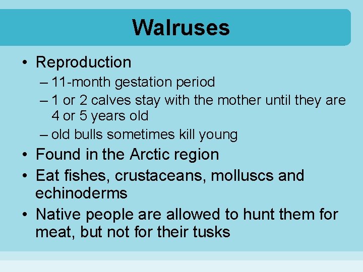 Walruses • Reproduction – 11 -month gestation period – 1 or 2 calves stay