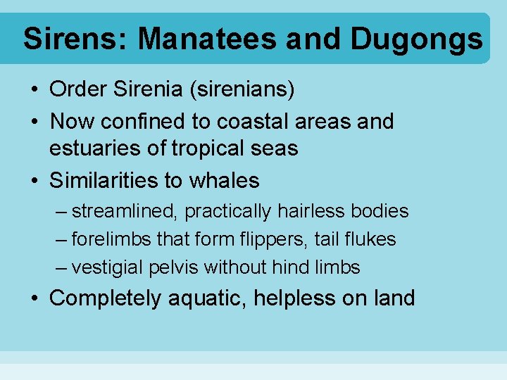 Sirens: Manatees and Dugongs • Order Sirenia (sirenians) • Now confined to coastal areas