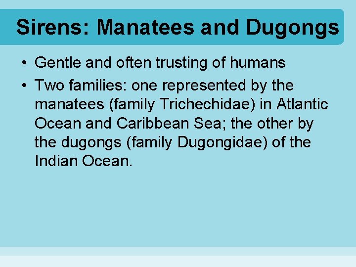 Sirens: Manatees and Dugongs • Gentle and often trusting of humans • Two families: