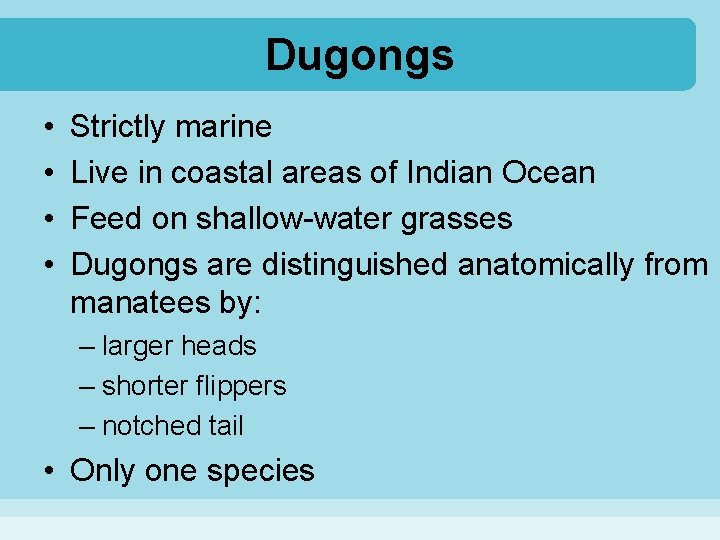 Dugongs • • Strictly marine Live in coastal areas of Indian Ocean Feed on
