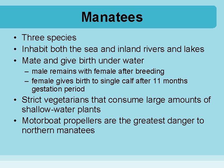 Manatees • Three species • Inhabit both the sea and inland rivers and lakes