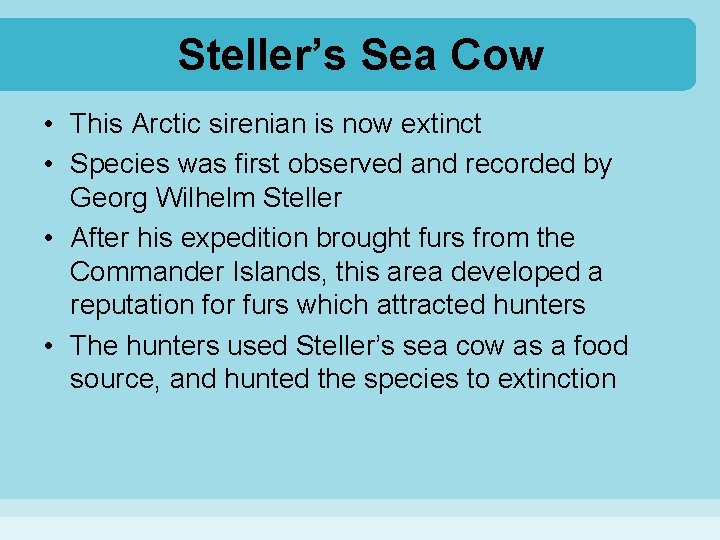 Steller’s Sea Cow • This Arctic sirenian is now extinct • Species was first