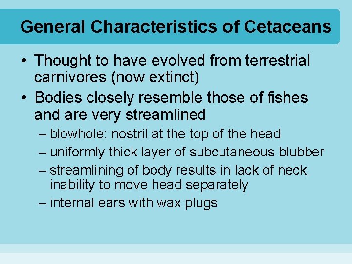 General Characteristics of Cetaceans • Thought to have evolved from terrestrial carnivores (now extinct)