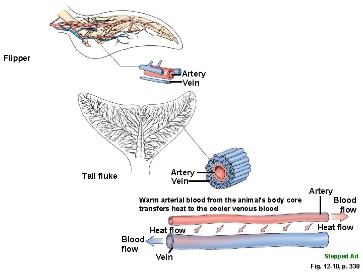 Flipper Artery Vein Tail fluke Artery Warm arterial blood from the animal's body core