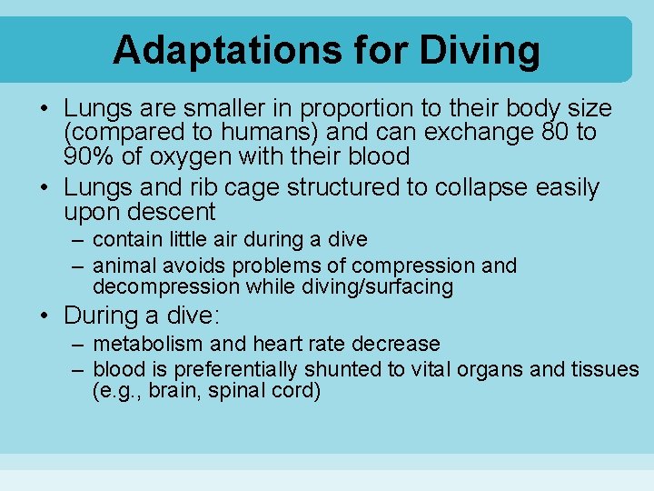 Adaptations for Diving • Lungs are smaller in proportion to their body size (compared