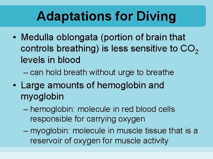 Adaptations for Diving • Medulla oblongata (portion of brain that controls breathing) is less