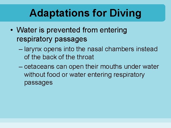 Adaptations for Diving • Water is prevented from entering respiratory passages – larynx opens