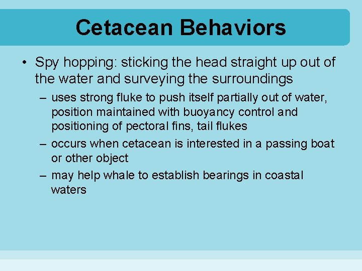 Cetacean Behaviors • Spy hopping: sticking the head straight up out of the water