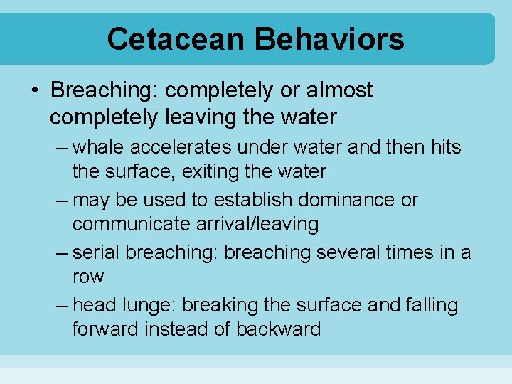 Cetacean Behaviors • Breaching: completely or almost completely leaving the water – whale accelerates