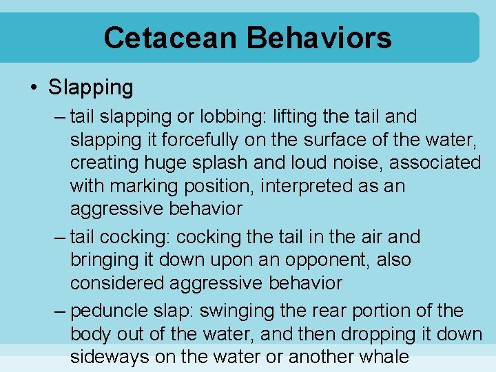 Cetacean Behaviors • Slapping – tail slapping or lobbing: lifting the tail and slapping