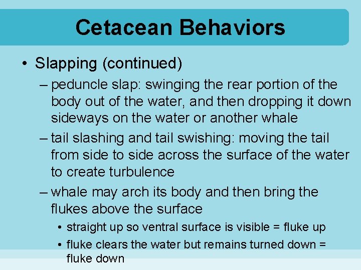Cetacean Behaviors • Slapping (continued) – peduncle slap: swinging the rear portion of the