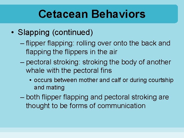 Cetacean Behaviors • Slapping (continued) – flipper flapping: rolling over onto the back and