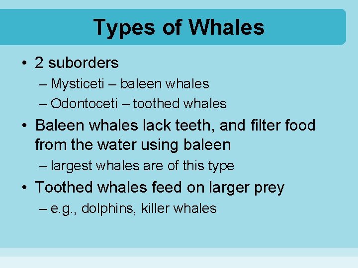 Types of Whales • 2 suborders – Mysticeti – baleen whales – Odontoceti –