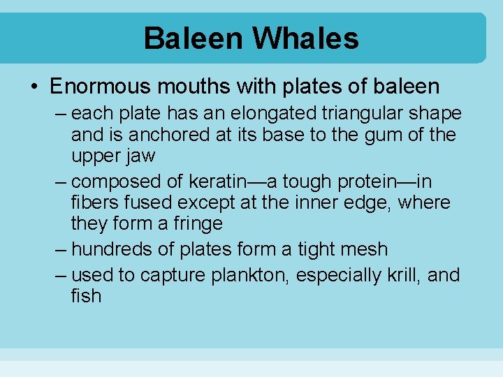 Baleen Whales • Enormous mouths with plates of baleen – each plate has an