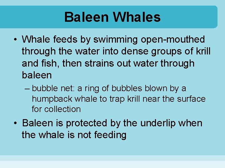 Baleen Whales • Whale feeds by swimming open-mouthed through the water into dense groups