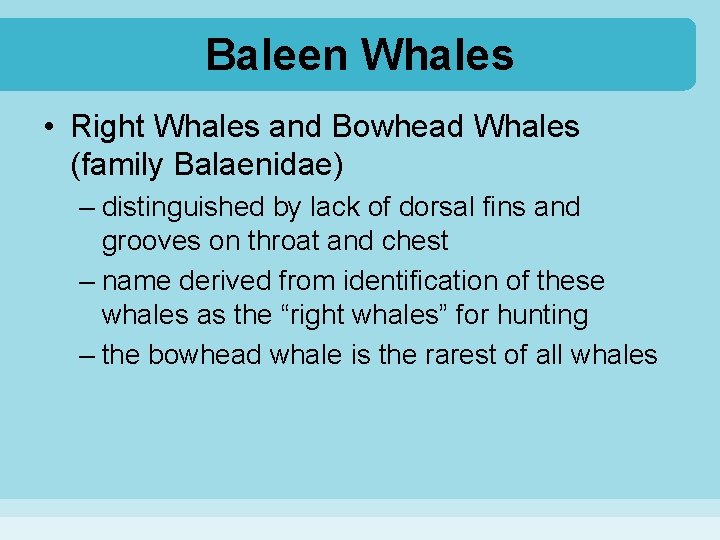 Baleen Whales • Right Whales and Bowhead Whales (family Balaenidae) – distinguished by lack