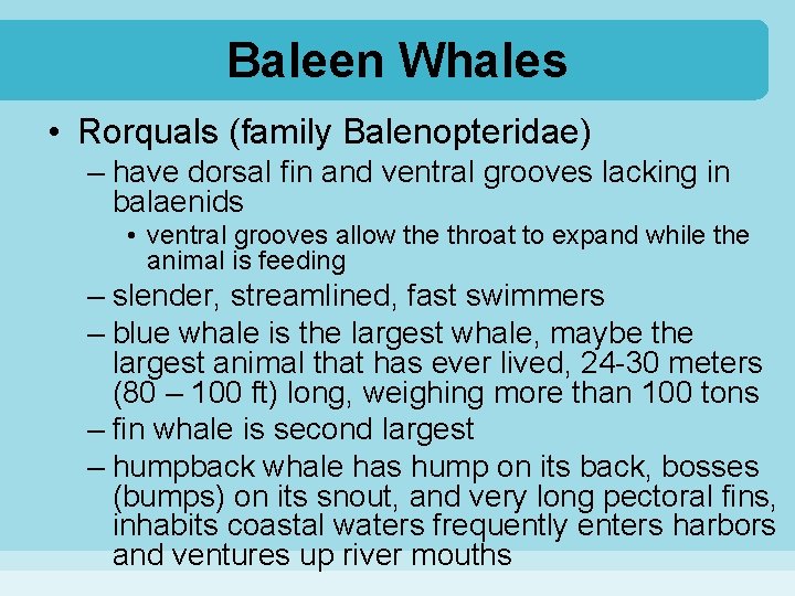 Baleen Whales • Rorquals (family Balenopteridae) – have dorsal fin and ventral grooves lacking