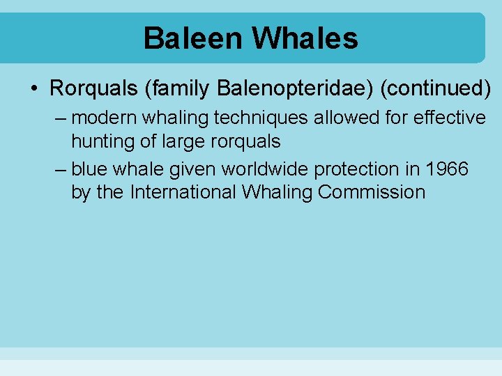 Baleen Whales • Rorquals (family Balenopteridae) (continued) – modern whaling techniques allowed for effective