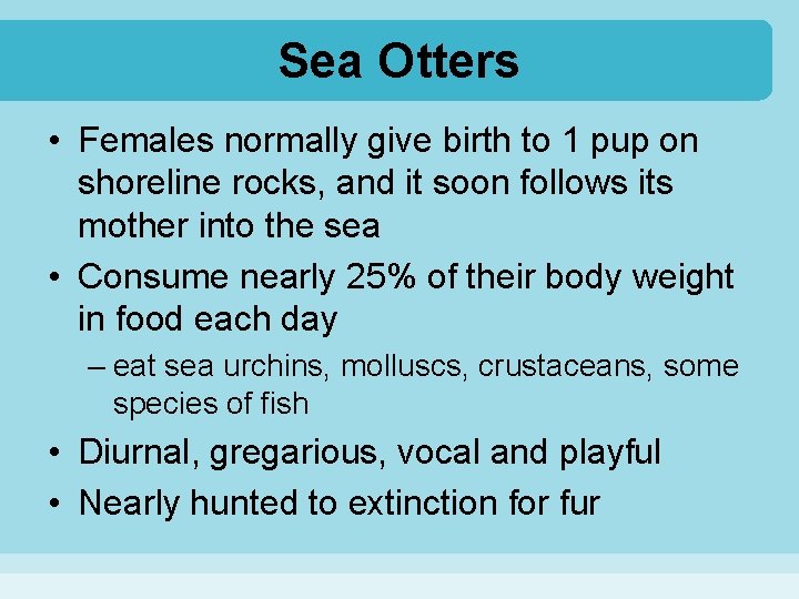 Sea Otters • Females normally give birth to 1 pup on shoreline rocks, and