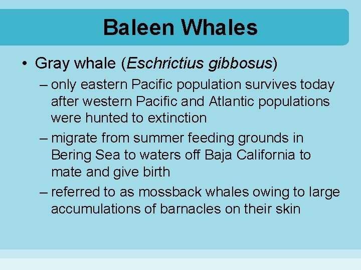 Baleen Whales • Gray whale (Eschrictius gibbosus) – only eastern Pacific population survives today