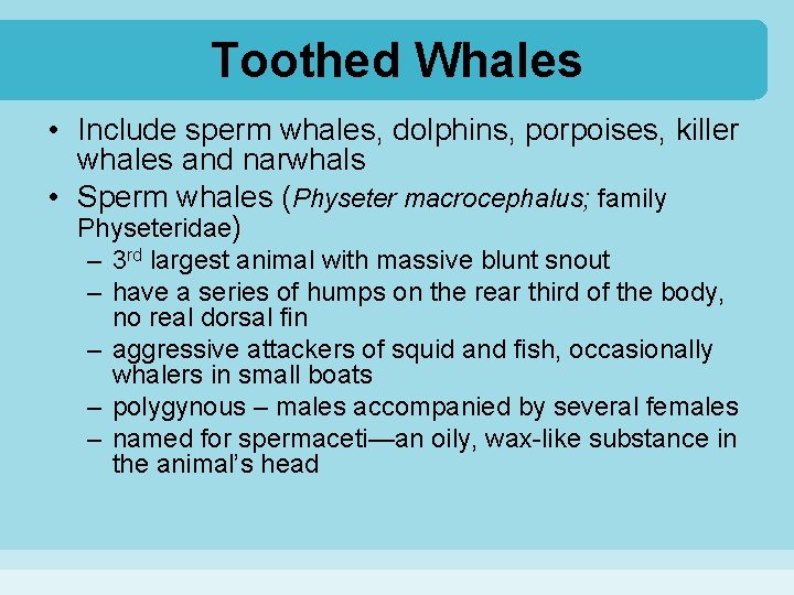 Toothed Whales • Include sperm whales, dolphins, porpoises, killer whales and narwhals • Sperm