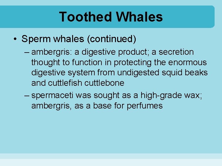 Toothed Whales • Sperm whales (continued) – ambergris: a digestive product; a secretion thought