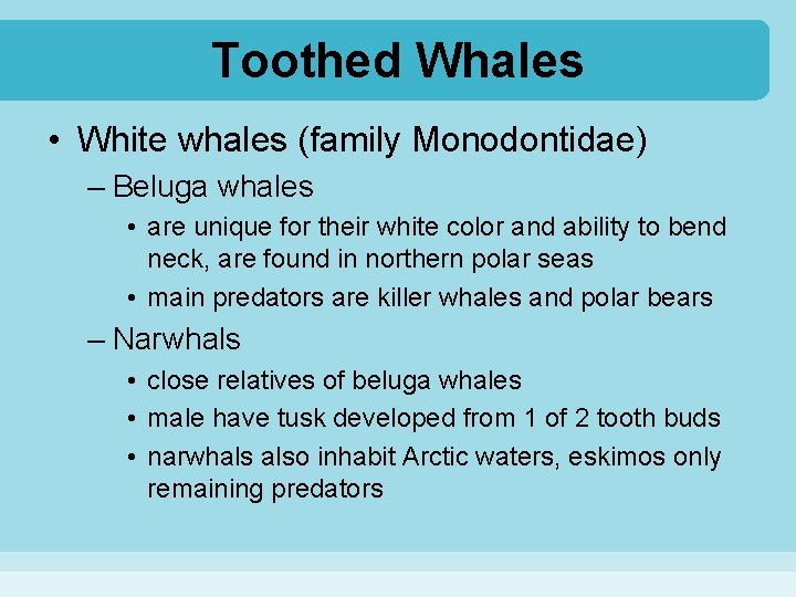 Toothed Whales • White whales (family Monodontidae) – Beluga whales • are unique for