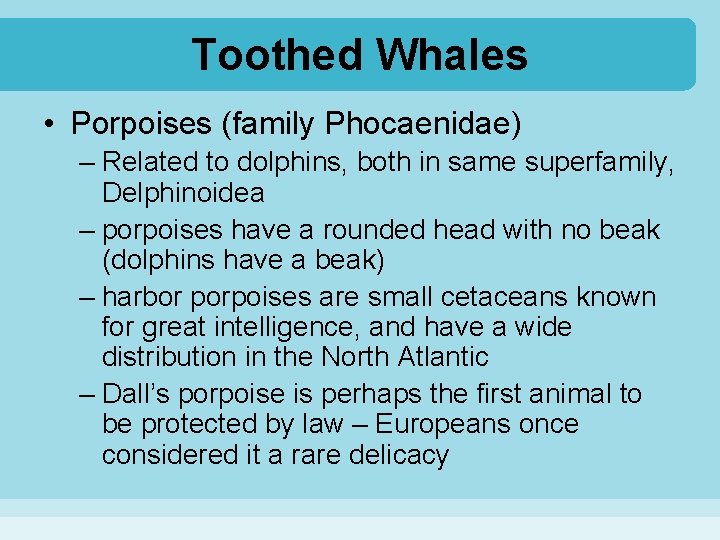 Toothed Whales • Porpoises (family Phocaenidae) – Related to dolphins, both in same superfamily,