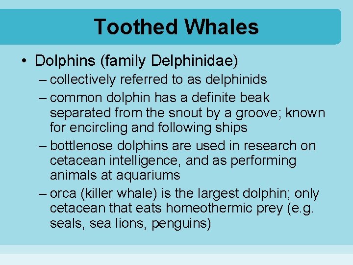 Toothed Whales • Dolphins (family Delphinidae) – collectively referred to as delphinids – common