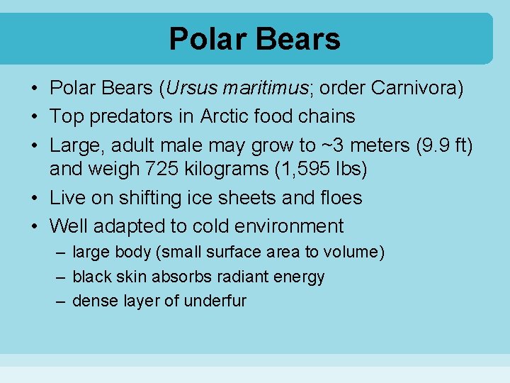 Polar Bears • Polar Bears (Ursus maritimus; order Carnivora) • Top predators in Arctic