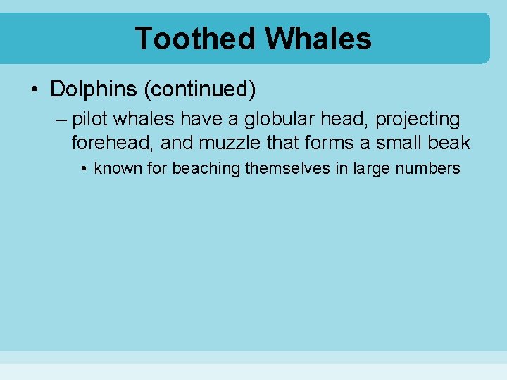 Toothed Whales • Dolphins (continued) – pilot whales have a globular head, projecting forehead,