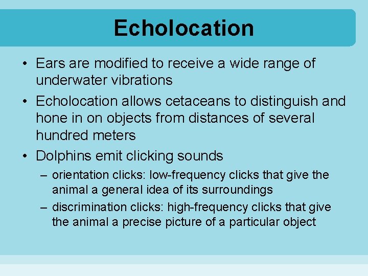 Echolocation • Ears are modified to receive a wide range of underwater vibrations •