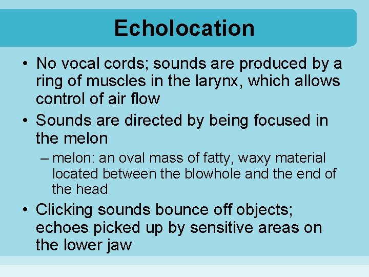 Echolocation • No vocal cords; sounds are produced by a ring of muscles in