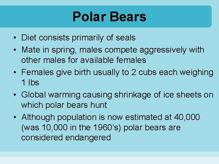 Polar Bears • Diet consists primarily of seals • Mate in spring, males compete