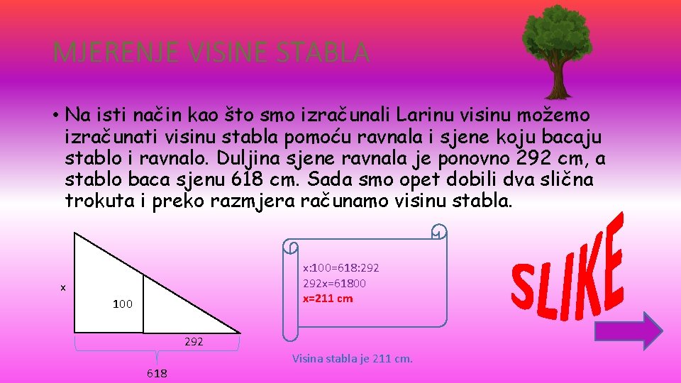 MJERENJE VISINE STABLA • Na isti način kao što smo izračunali Larinu visinu možemo