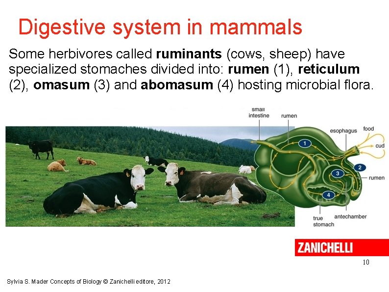 Digestive system in mammals Some herbivores called ruminants (cows, sheep) have specialized stomaches divided